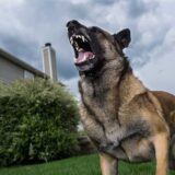 When Can You Hold A Georgia Dog Owner Liable For A Bite