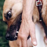Your Guide To Dog Bite Liability In Georgia