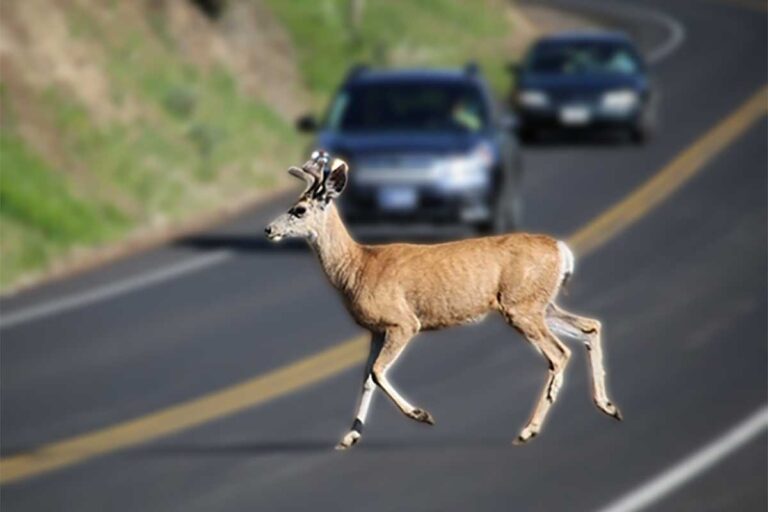 A deer on the road, emphasizing the dangers of wildlife crossings, especially at dawn and dusk.